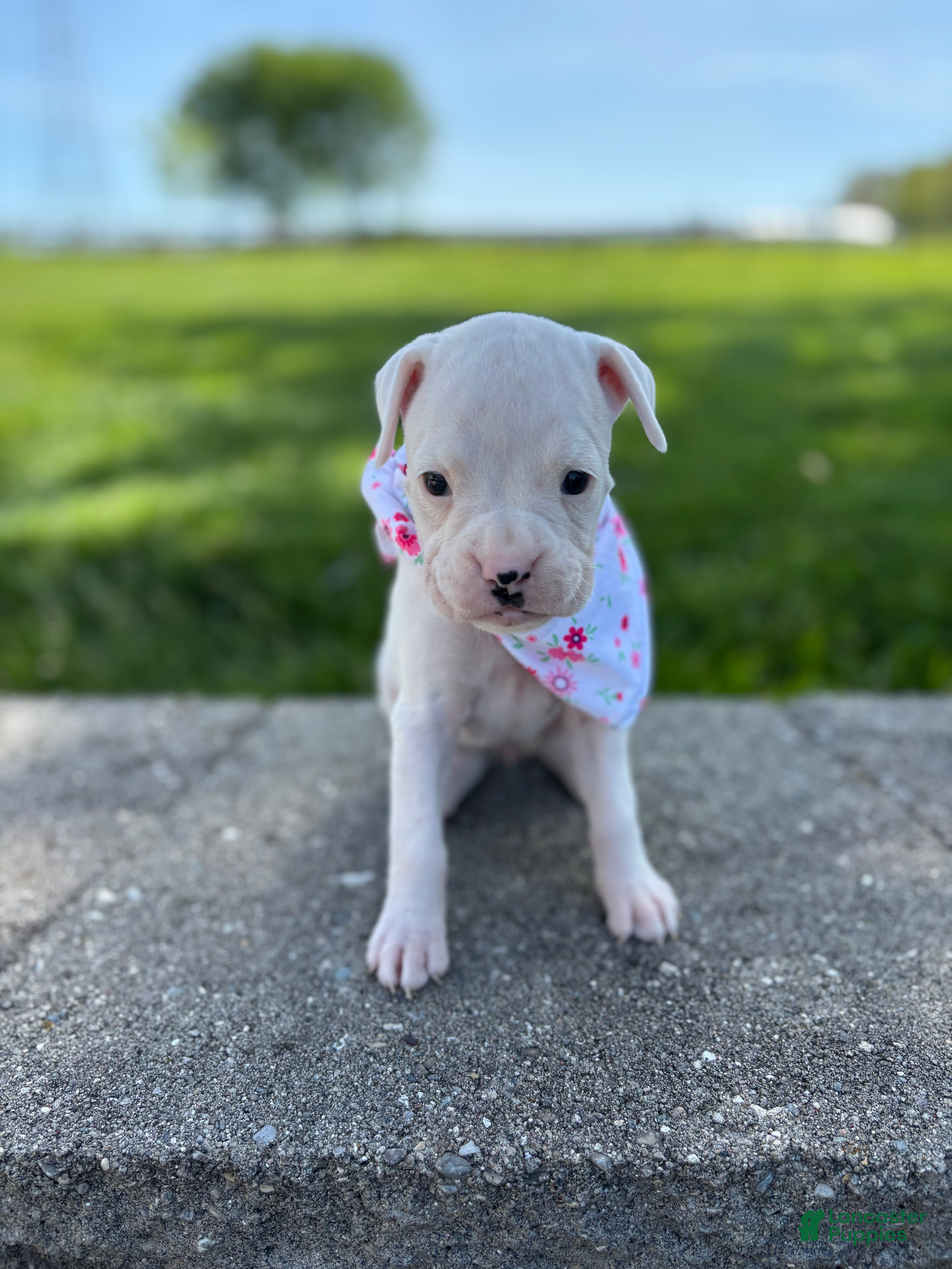 Boxer dogs Alice - Ad 2