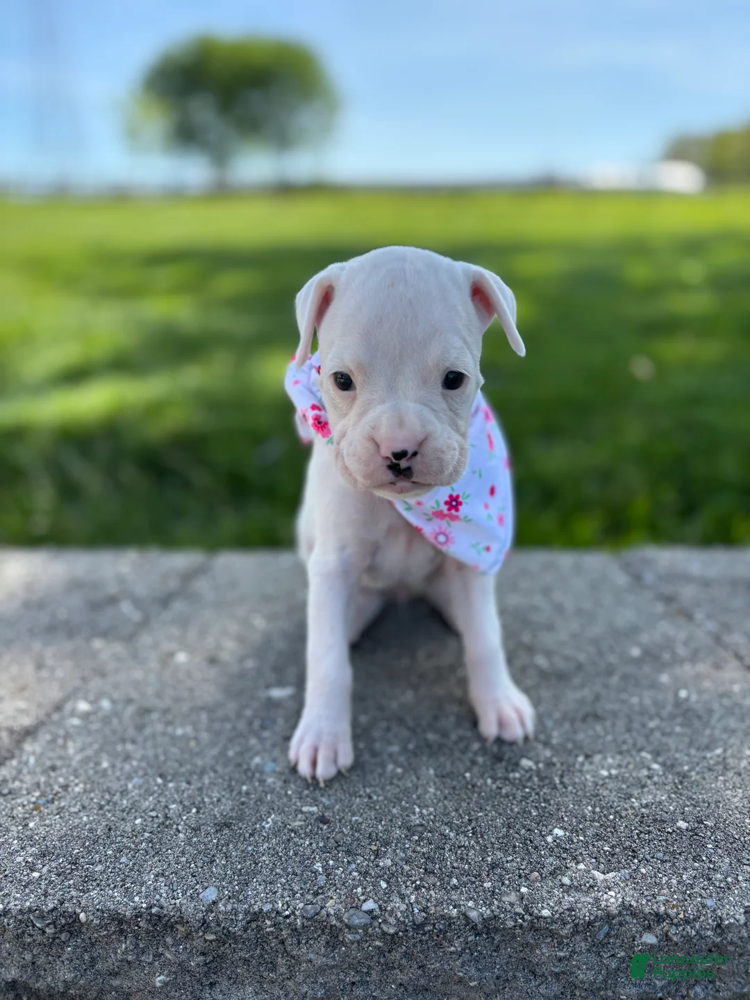 Boxer dogs for sale: Alice - Ad 2