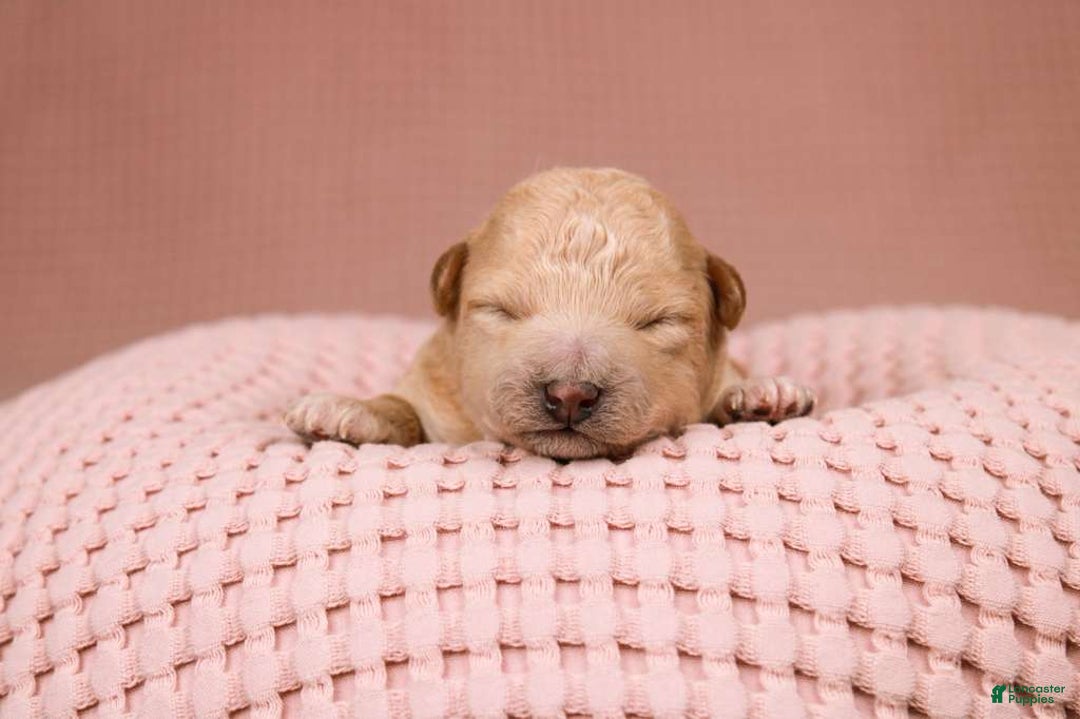 Maltipoo dogs for sale: Elsa - Ad 3