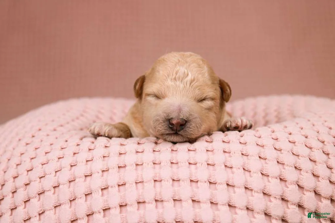 Maltipoo dogs for sale: Elsa - Ad 5