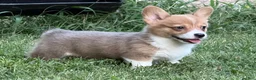Welsh Corgi Pembroke dogs for sale: Red - Ad 4
