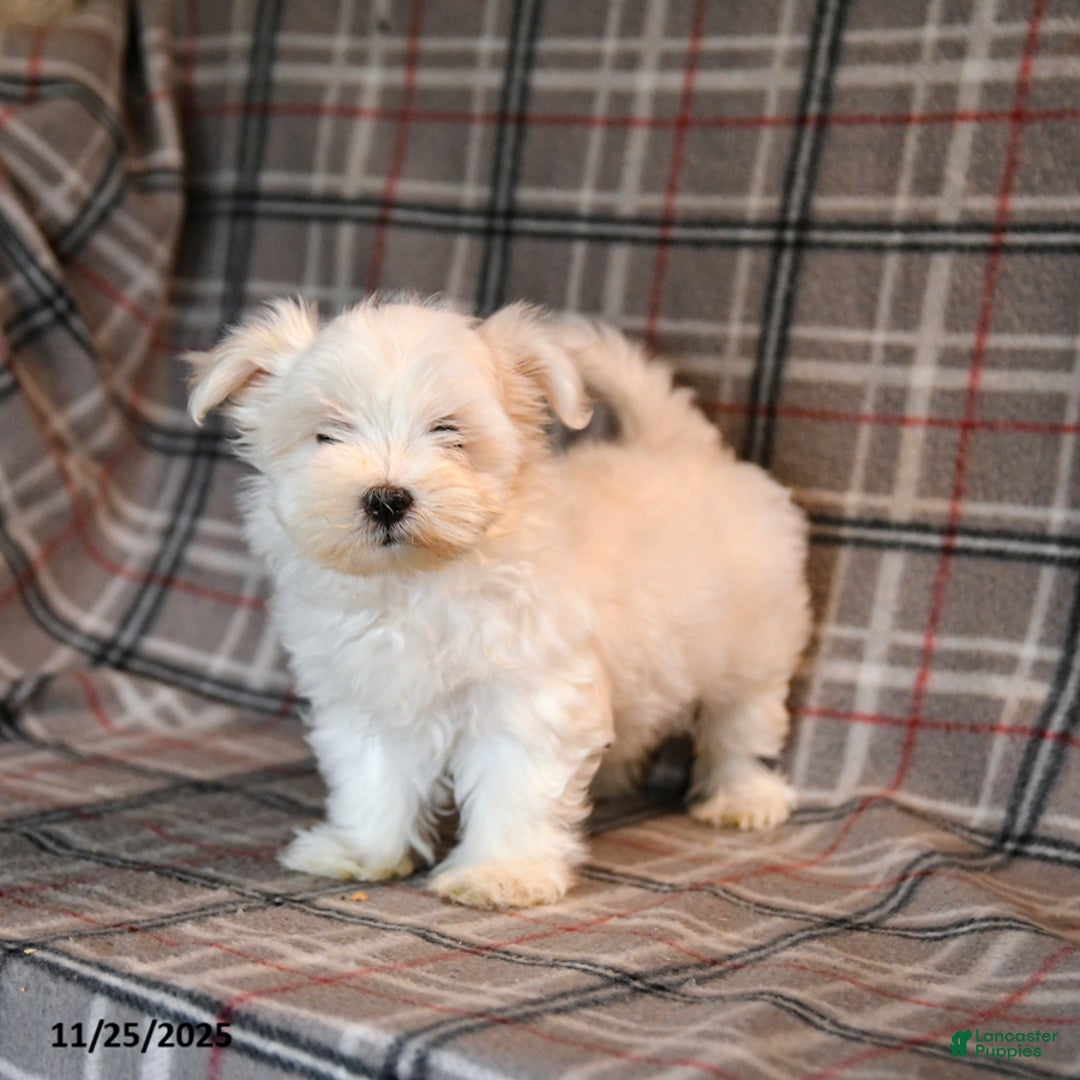 Maltese dogs for sale: Ricotta - Ad 4