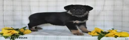 German Shepherd dogs for sale: Nicole - Ad 3