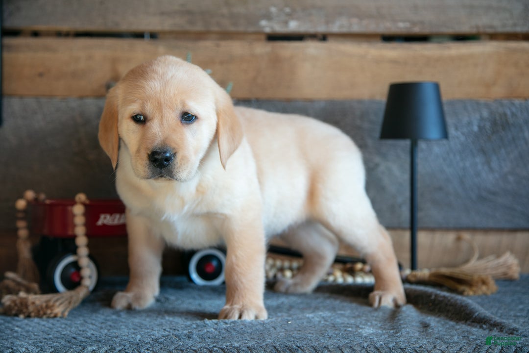 Goldador dogs for sale: Porter - Ad 2