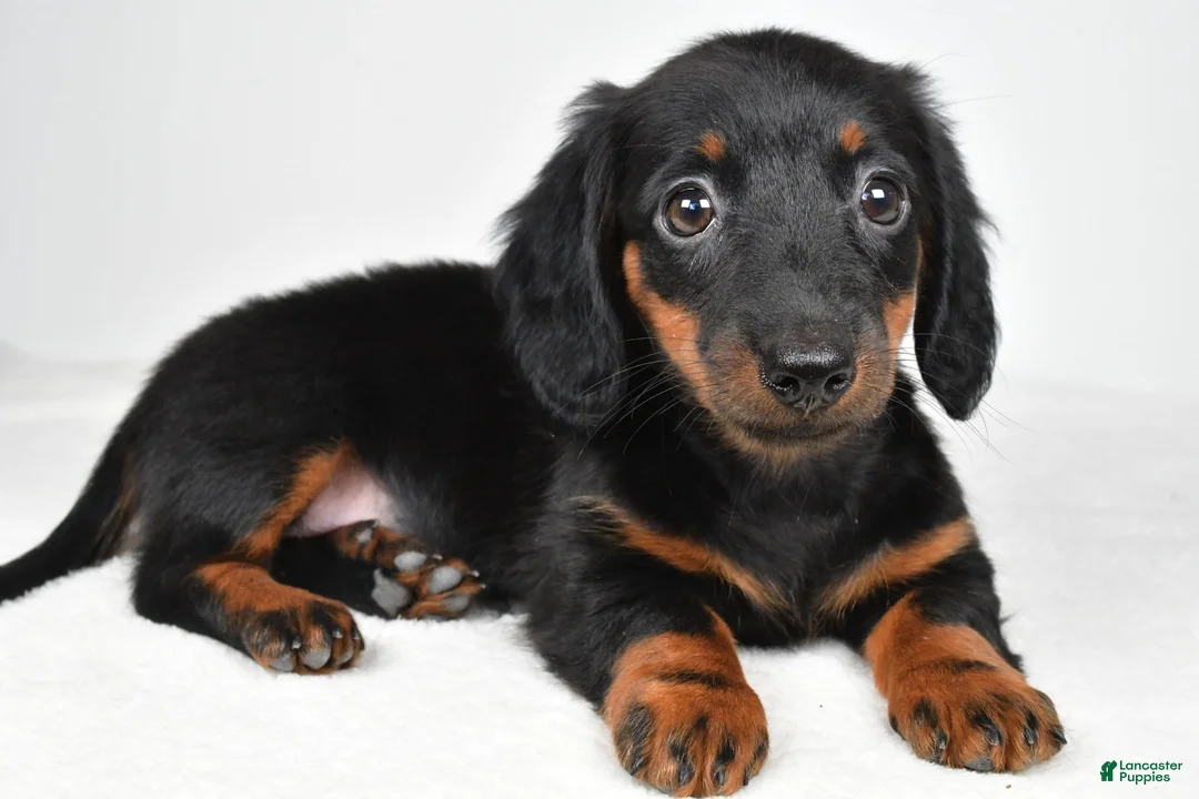 Dachshund dogs for sale: Cassidy - Ad 9