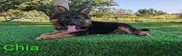 German Shepherd dogs for sale: Chia - Ad 4