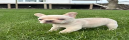 French Bulldog dogs for sale: Hazel - Ad 3
