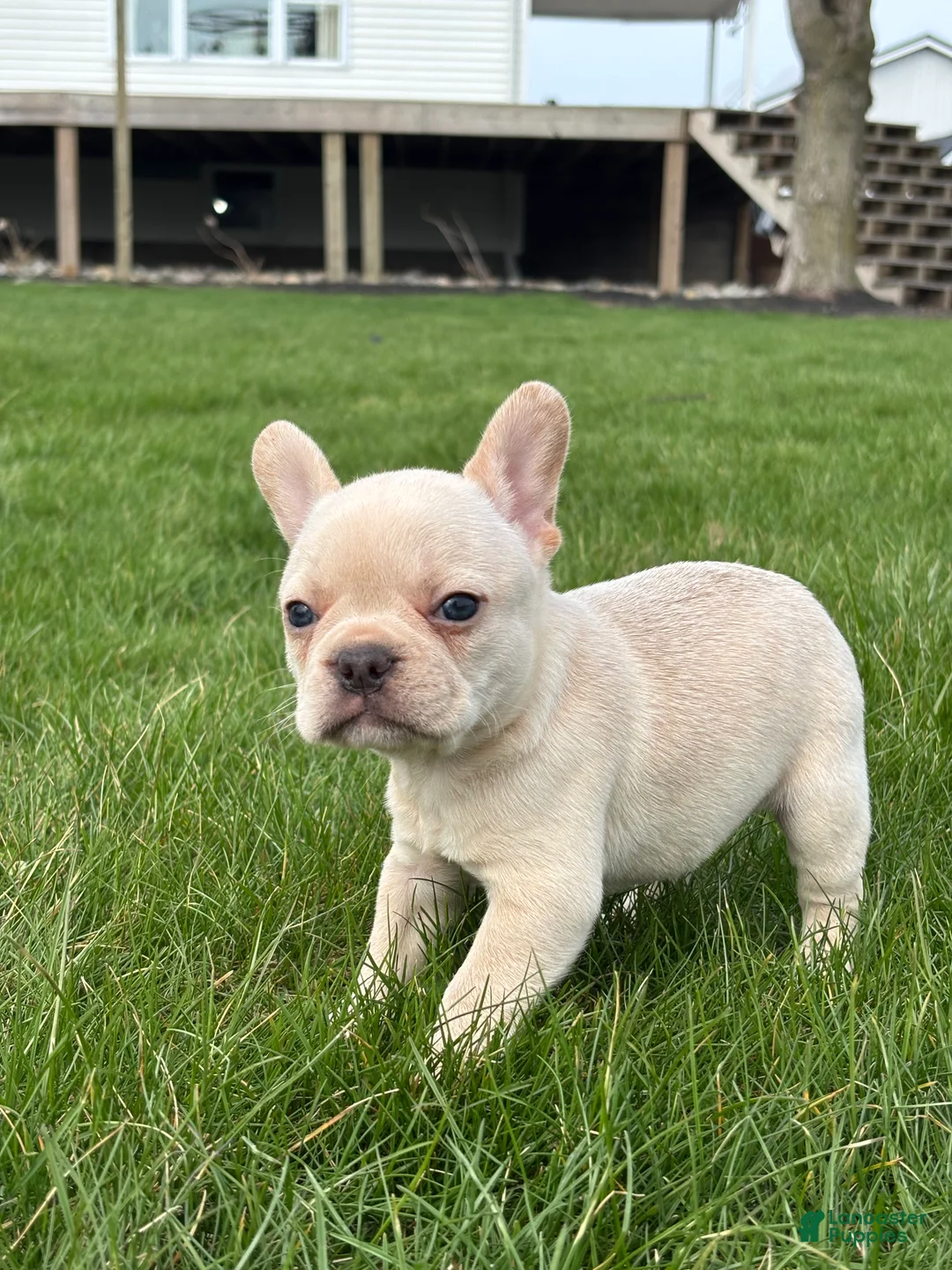 French Bulldog dogs for sale: Hazel - Ad 3