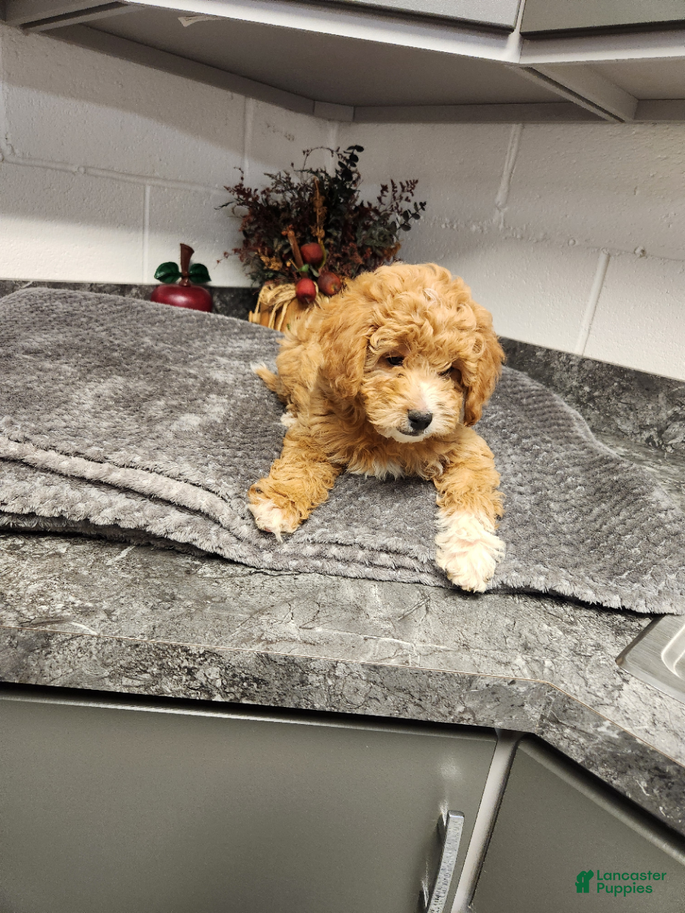 Mini Goldendoodle dogs for sale: Bonnie - Ad 2