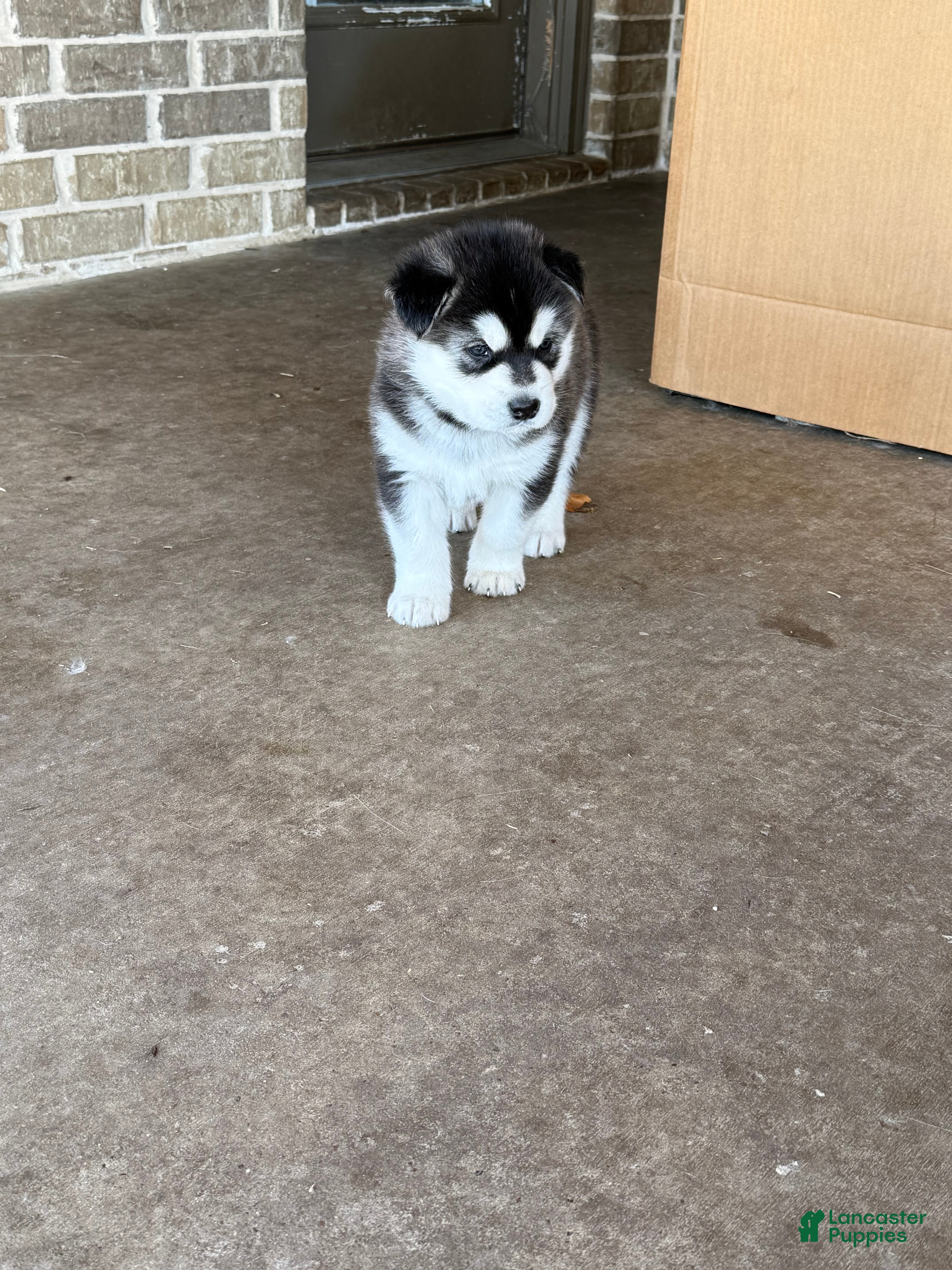 Alaskan Malamute dogs Alaskan Malamute Puppy 8 - Ad 9