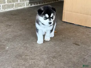 Alaskan Malamute dogs Alaskan Malamute Puppy 8 - Ad 9