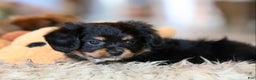 Mixed Breed dogs for sale: Cavalon Midnight - Ad 5