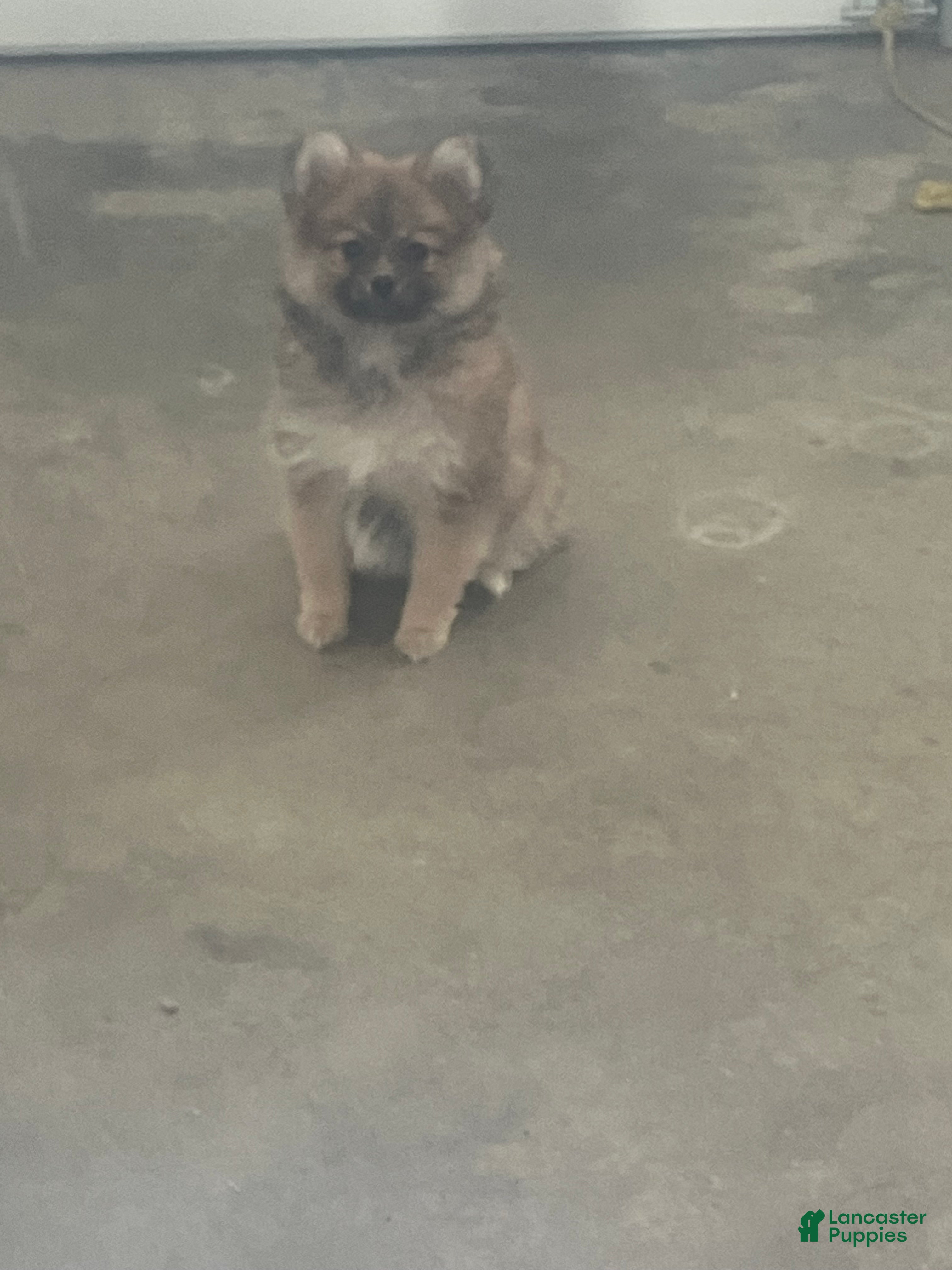 Pomeranian dogs Pansy - Ad 41