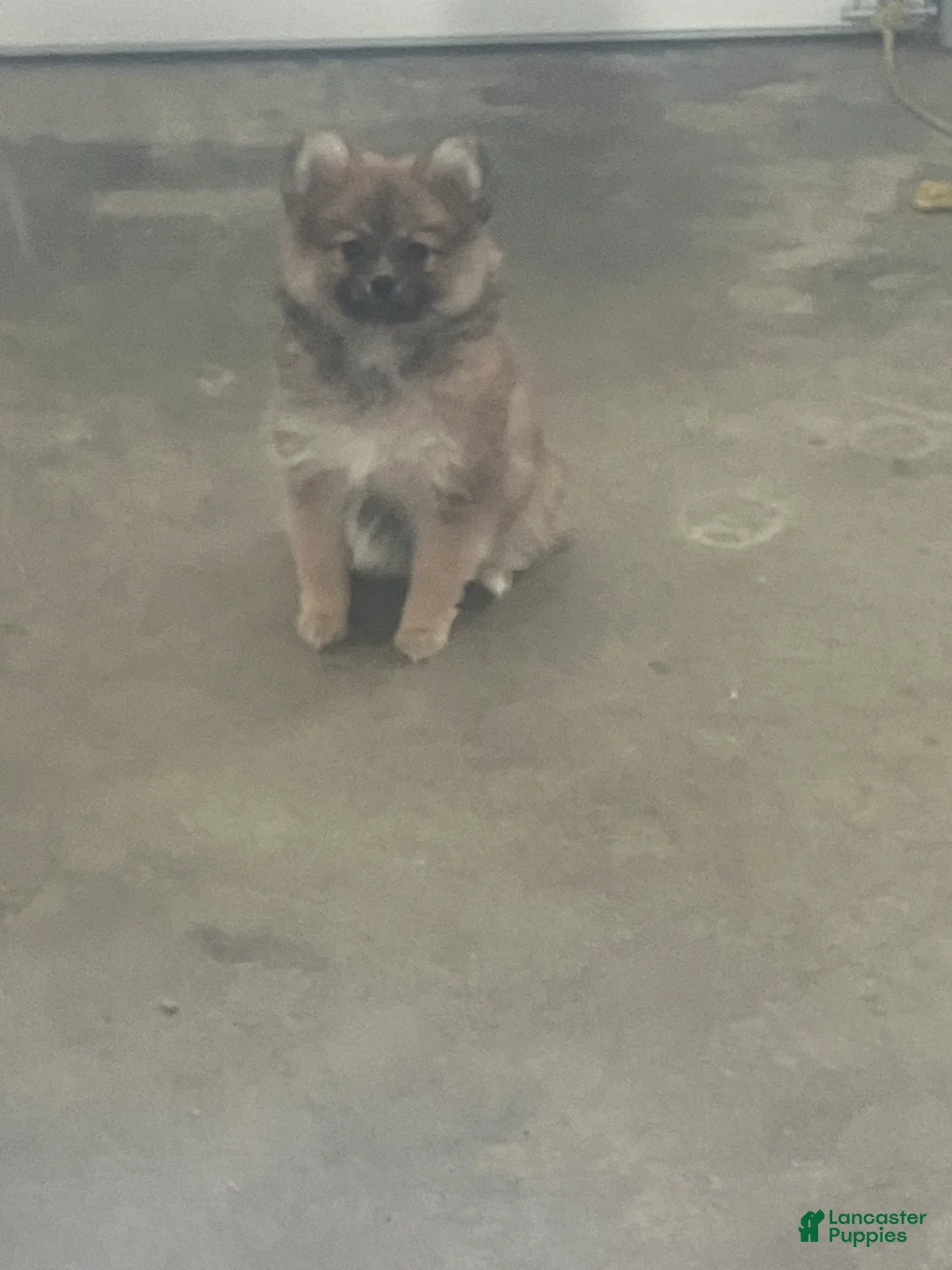 Pomeranian dogs for sale: Pansy - Ad 1