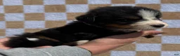 Bernese Mountain Dog dogs for sale: Denim - Ad 2