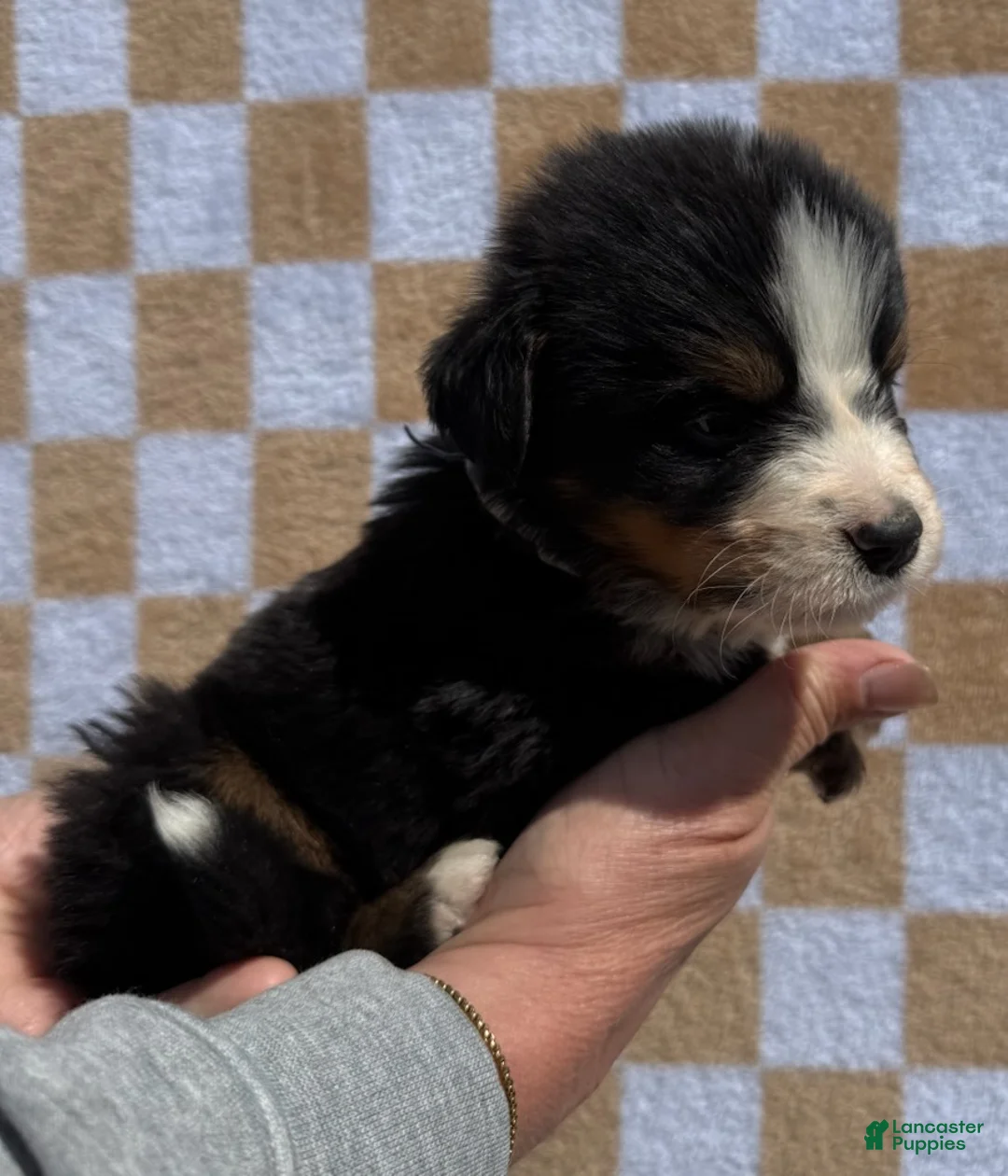 Bernese Mountain Dog dogs for sale: Denim - Ad 2