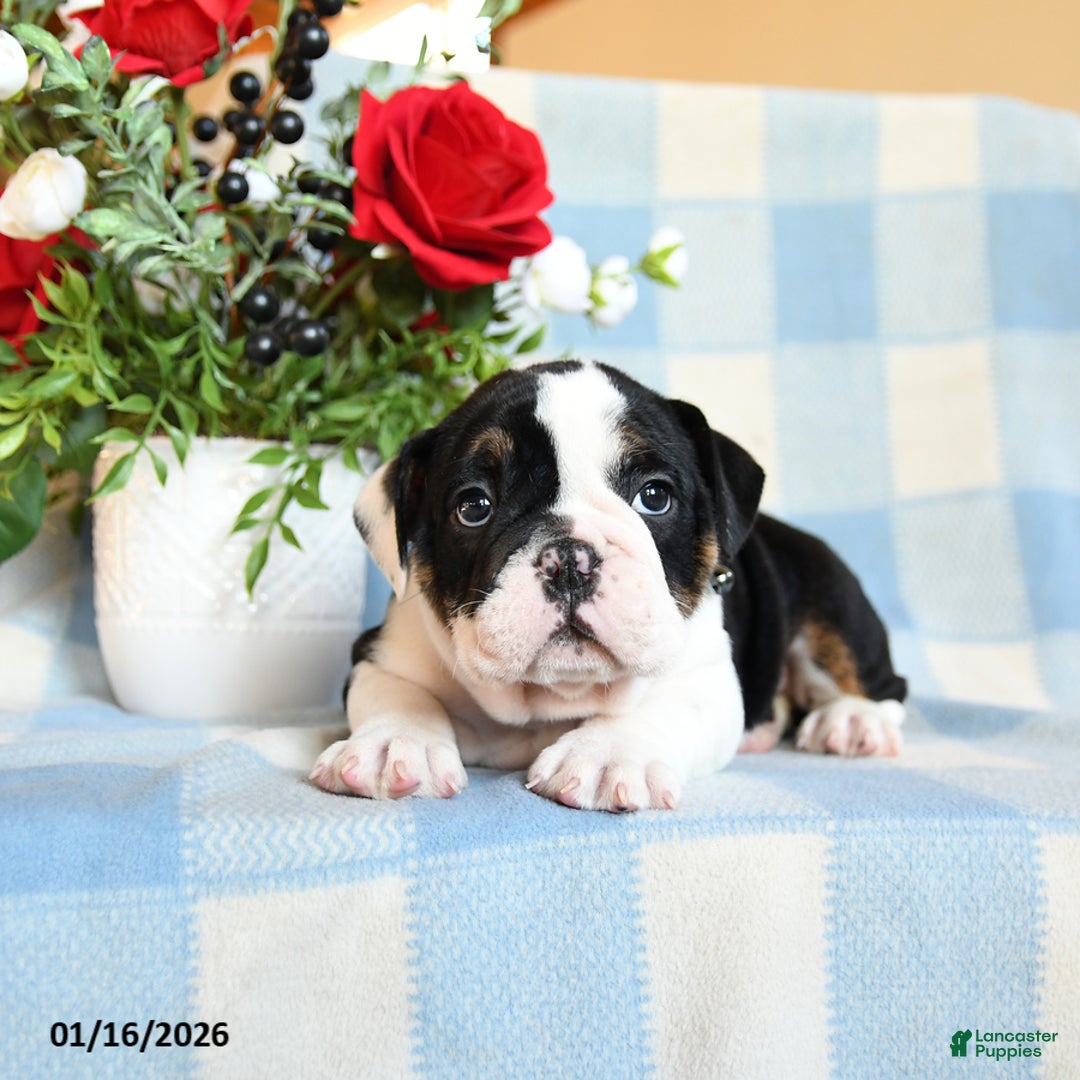 English Bulldog dogs for sale: Snoopy - Ad 2