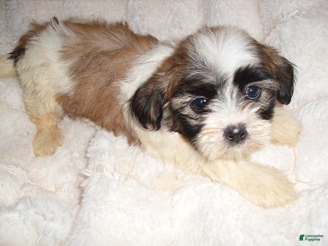 Shih Tzu dogs Shih Tzu 2 - Ad 1