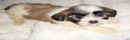 Shih Tzu dogs for sale: Shih Tzu 2 - Ad 1