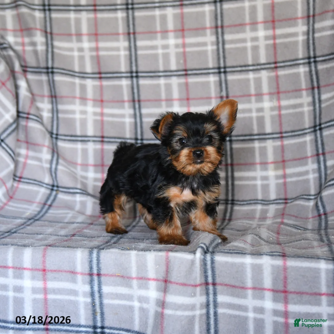 Yorkshire Terrier dogs for sale: Oscar - Ad 5