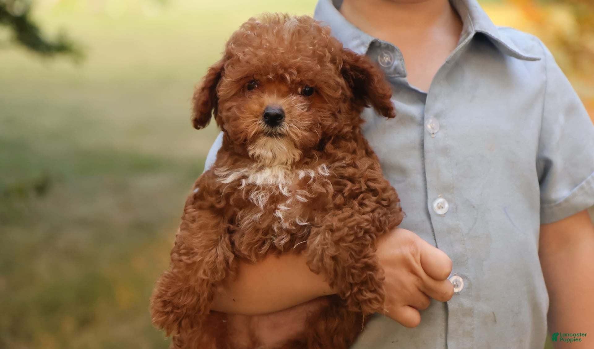 Toy Poodle dogs Reese - Ad 29