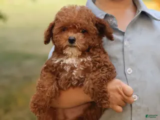 Toy Poodle dogs Reese - Ad 42