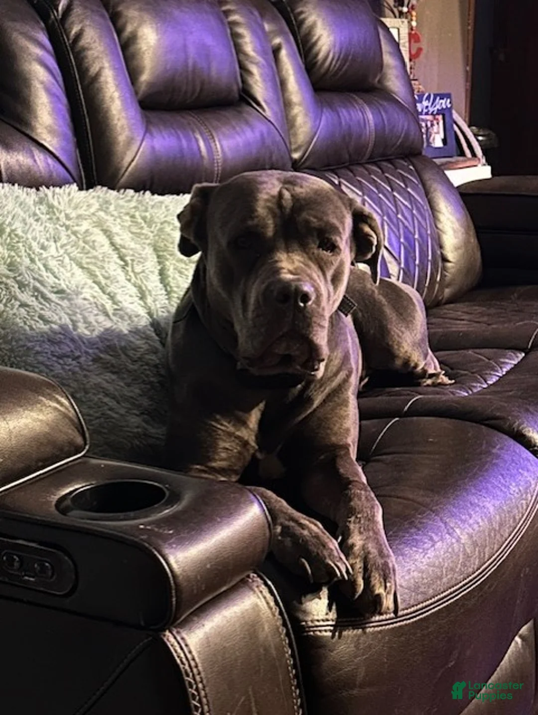 Cane Corso dogs for sale: Cane Corso Puppy 2 - Ad 2
