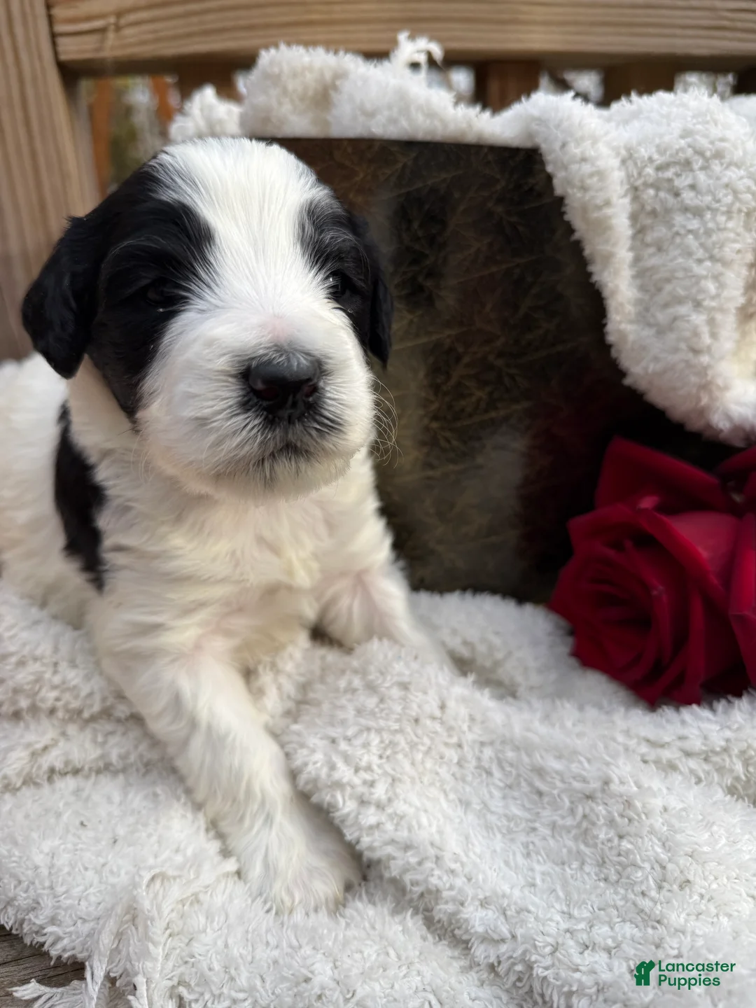 Mixed Breed dogs for sale: Buddy - Ad 5