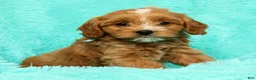 Cavapoo dogs for sale: Bobby - Ad 7