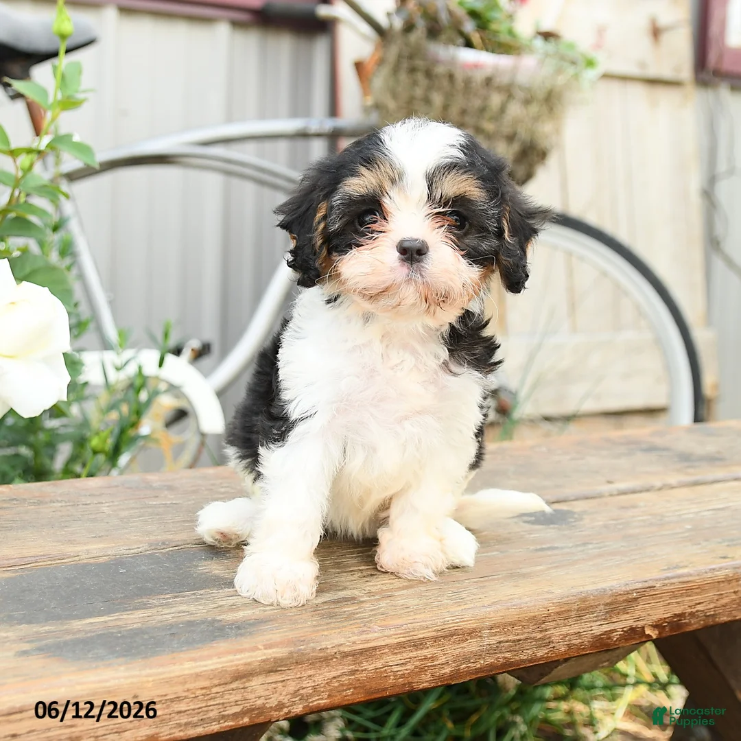 Cavachon dogs for sale: Wonder  - Ad 2