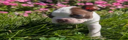 Boston Terrier dogs for sale: Red Pepper - Ad 3