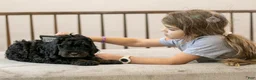 Bernedoodle dogs for sale: Acadia - Ad 24
