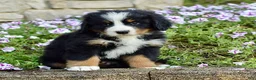 Bernese Mountain Dog dogs for sale: Mr. Barkley - Ad 5