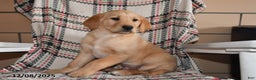 Labrador Retriever dogs for sale: Hunter - Ad 3