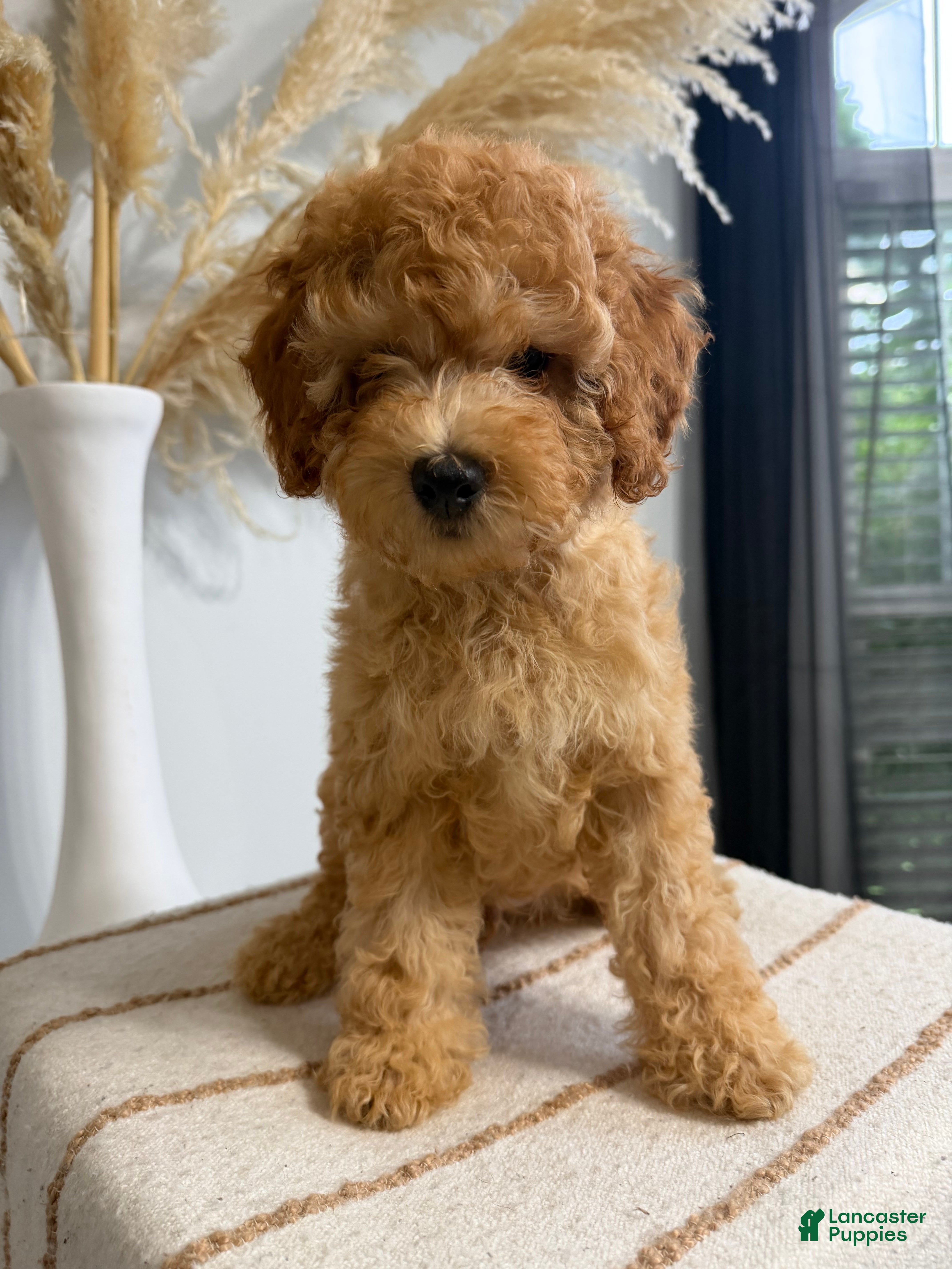 Mini Goldendoodle dogs Gold Boy - Ad 4