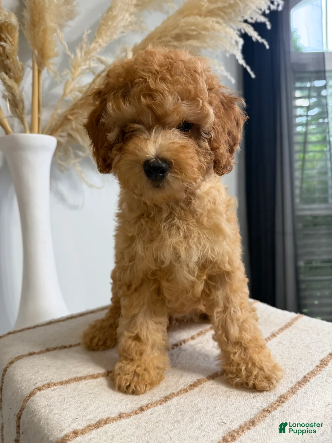Mini Goldendoodle dogs for sale: Gold Boy - Ad 1