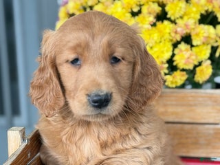 Goldendoodle dogs - Ad 29