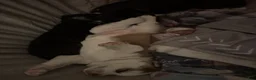 Siberian Husky dogs for sale: Ace - Ad 4