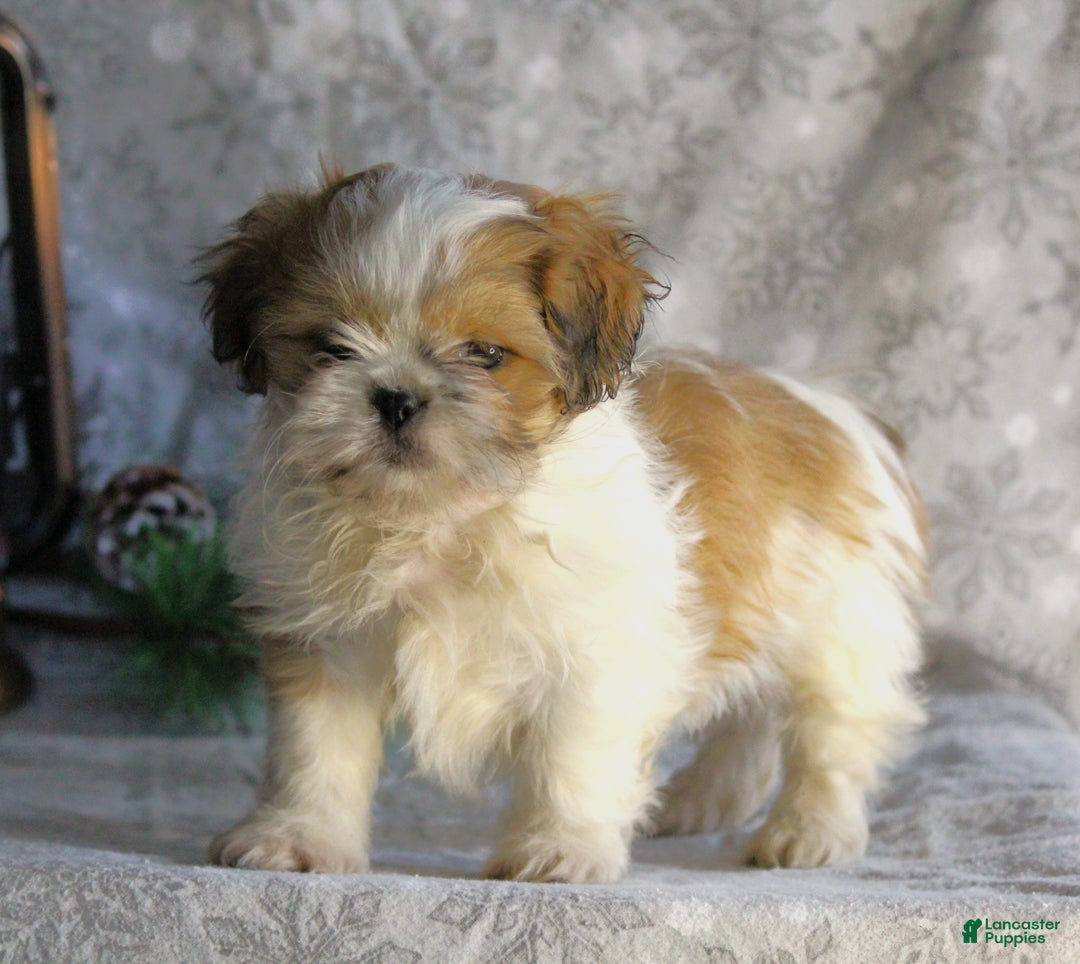 Shih Tzu dogs for sale: Sasha - Ad 8