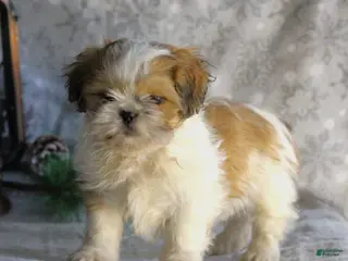 Shih Tzu dogs Sasha - Ad 5