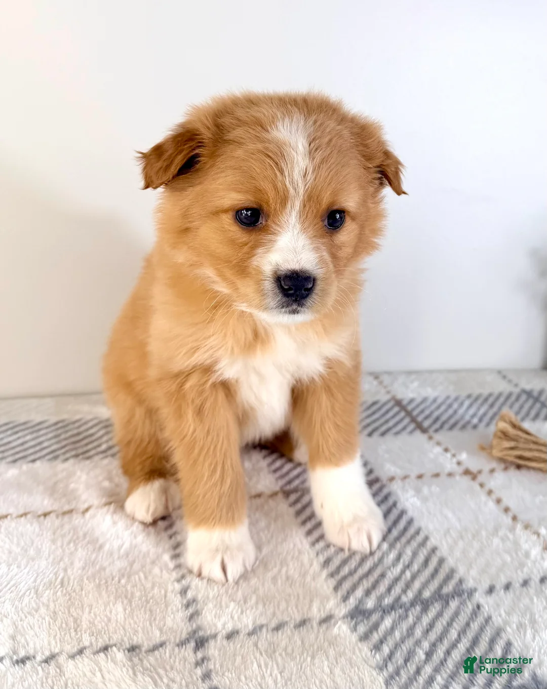 Mixed Breed dogs for sale: Cinnamon - Ad 2