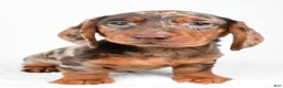 Miniature Dachshund dogs for sale: Conner - Ad 5