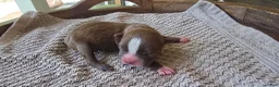 Boston Terrier dogs for sale: Boston Terrier Puppy 2 - Ad 10