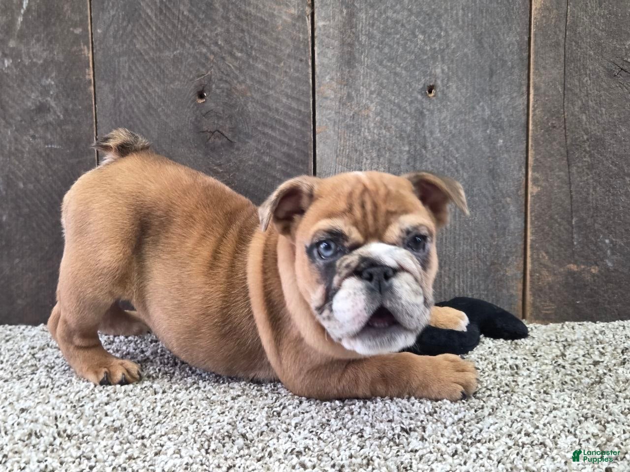 English Bulldog dogs Kelsi - Ad 2