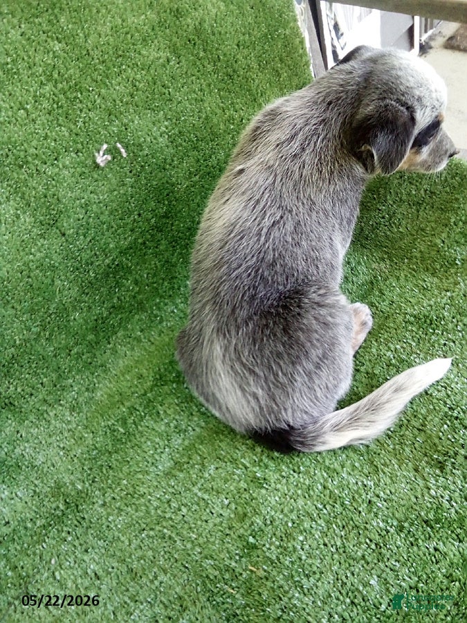 Australian Cattle Dog dogs Sara  - Ad 2