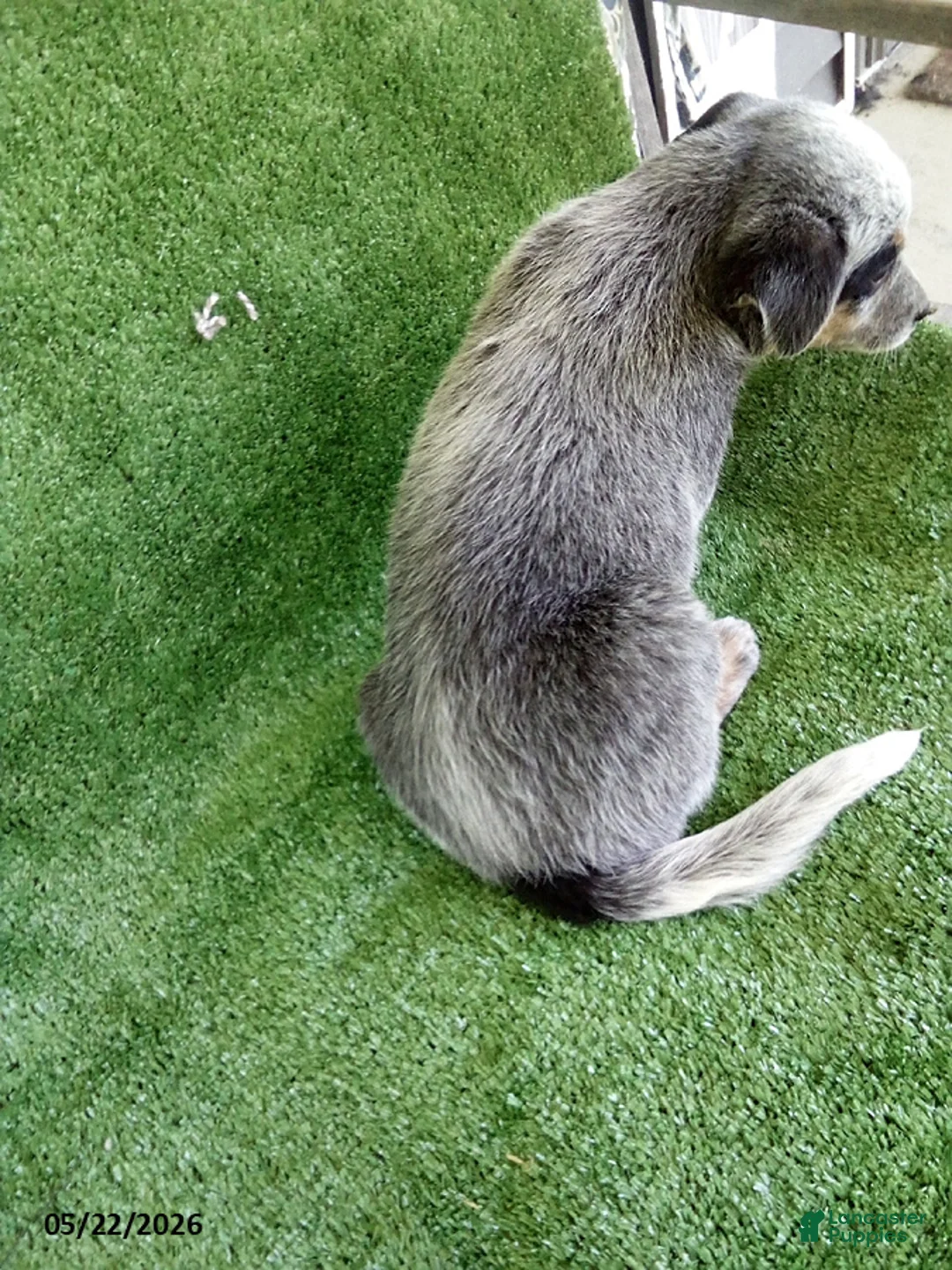 Australian Cattle Dog dogs for sale: Sara  - Ad 2