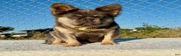French Bulldog dogs for sale: Rocky 🩶 Rare Lilac Tan Fluffy in LA, CA-USA DELIVERY & FINANCING OPTIONS AVAILABLE! - Ad 1