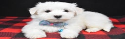 Maltese dogs for sale: Marley - Ad 3