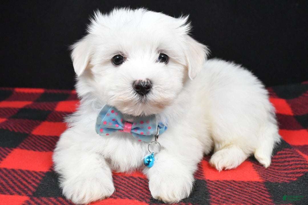 Maltese dogs for sale: Marley - Ad 3