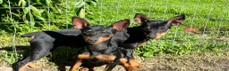 Miniature Pinscher dogs for sale: Draco - Ad 4